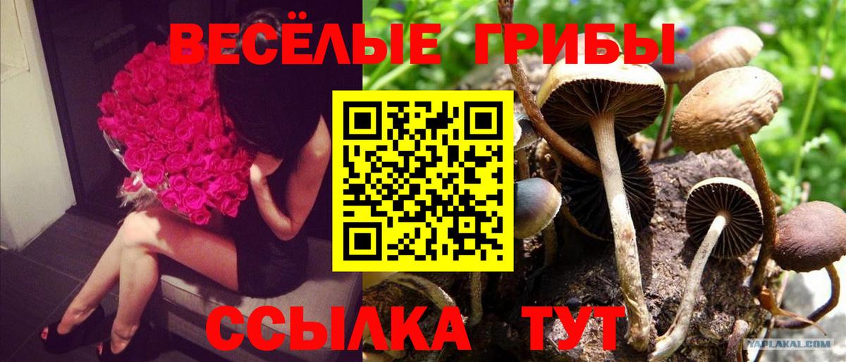 Галлюциногенные грибы ЛСД  даркнет сайт  Псилоцибиновые грибы GOLDEN TEACHER  Кстово  Вход с VPN 